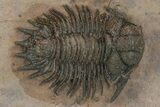 Acanthopyge (Lobopyge) Trilobite - Atchana, Morocco #241211-1